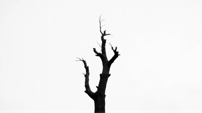 Grayscale Image Of Aged Leafless Woody Plant