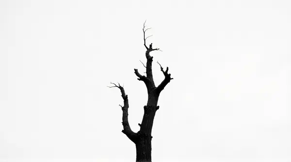 Black and white photo of an aged, leafless woody plant with gnarled limbs against a pale sky