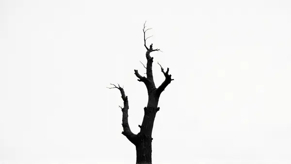 Grayscale Image Of Aged Leafless Woody Plant