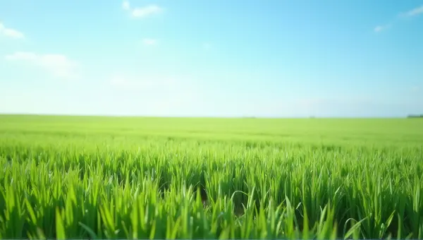 Green Field Texture Under Clear Blue Sky