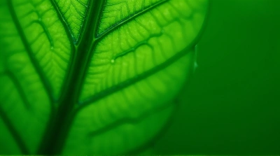 Green Foliage Close-Up Showing Detailed Patterns