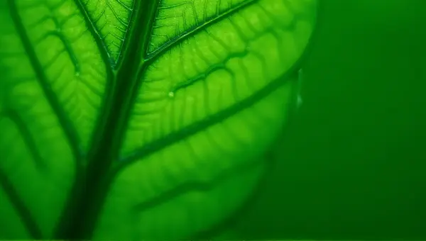 Green Foliage Close-Up Showing Detailed Patterns