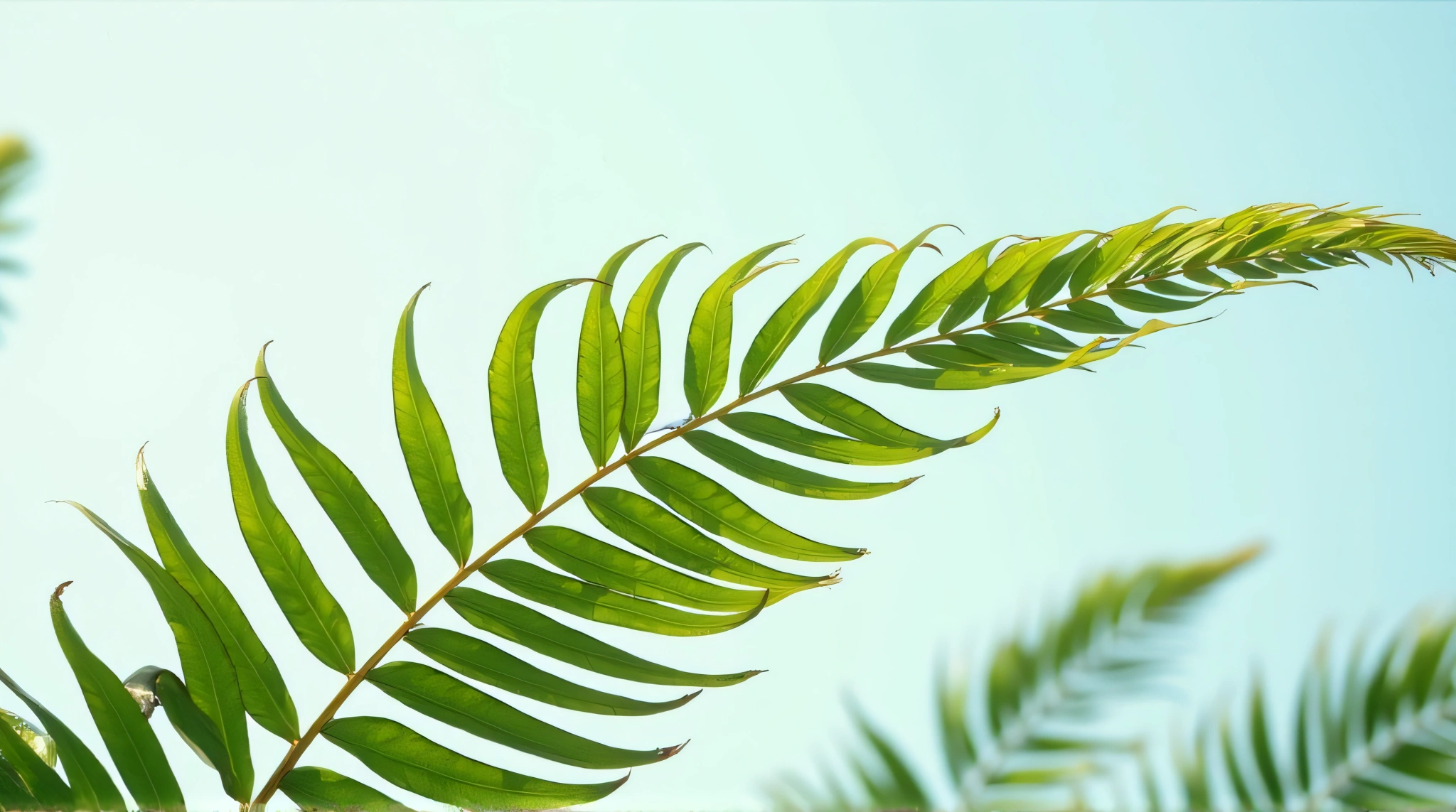 Green Fronds Fan Pattern Against Clear Sky
