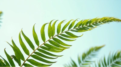 Green Fronds Fan Pattern Against Clear Sky