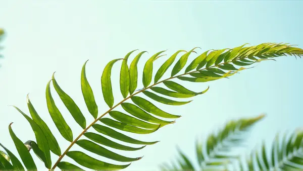 Green Fronds Fan Pattern Against Clear Sky
