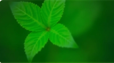 Green Leaf Close-Up Showing Veins Detail