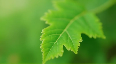Green Leaf With Serrated Edges Close-Up