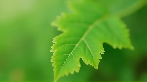 Close-up of a green leaf with serrated edges on a soft blurred background under natural light