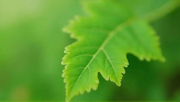 Green Leaf With Serrated Edges Close-Up