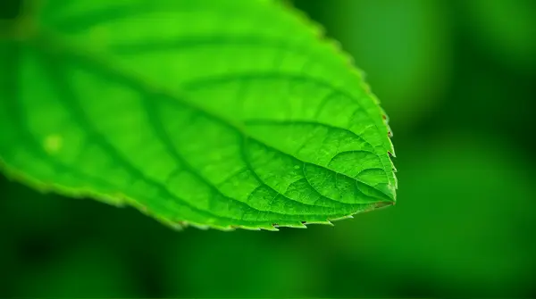 Green Leaf Vein Texture Close-Up Detail