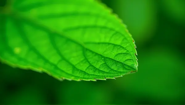 Green Leaf Vein Texture Close-Up Detail