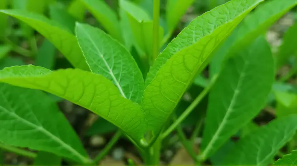 Green Leaf Veins Close-Up With Natural Background
