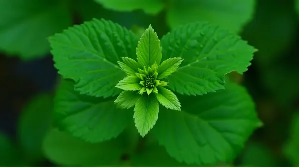Close-up of a green leaf showing detailed veins and water droplets against a blurred backdrop