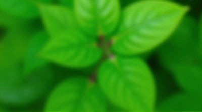 Green Leaves Texture Close-Up With Blurred Background