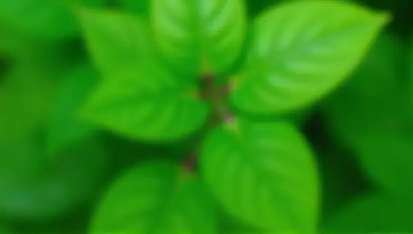 Green Leaves Texture Close-Up With Blurred Background