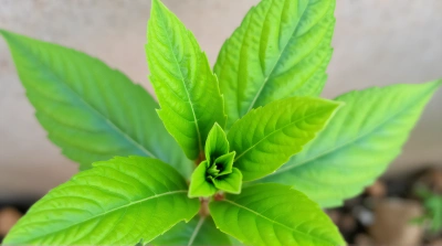 Herbaceous Plant With Broad Emerald Leaves Close-Up