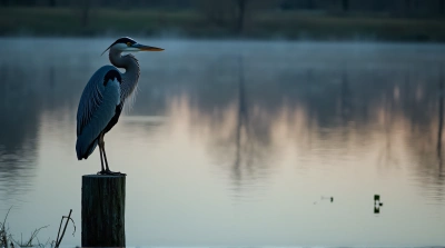 Heron On Wooden Post At Dusk By Pond