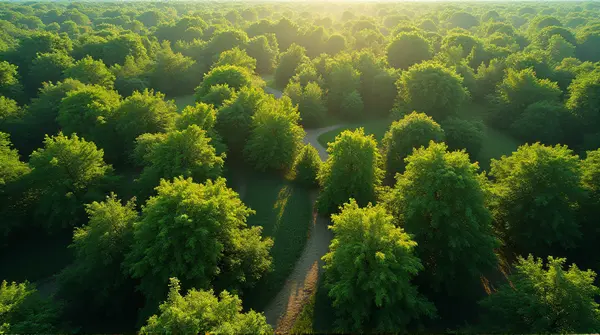 High-angle shot of sprawling lush green foliage with varied tree shapes and textured ground in clear mid-morning light.