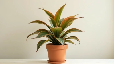 Indoor Potted Plant With Olive Amber Leaves