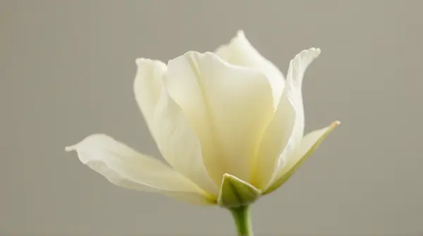 Ivory Blossom Unfurling Soft Texture Detail