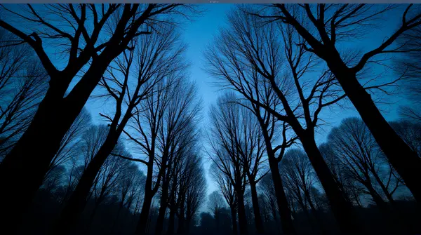 Leafless Tree Grove With Intricate Branch Patterns