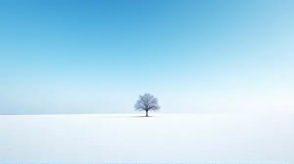A leafless tree stands alone in a wide frost-covered area under a clear blue sky.