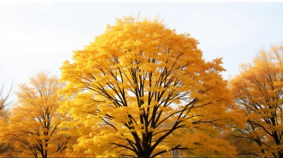 Leafy Deciduous Trees Midday Canopy View
