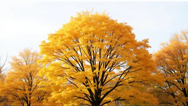 Leafy Deciduous Trees Midday Canopy View