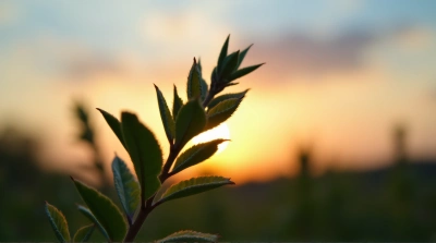 Leafy Plant Silhouette Against Twilight Sky