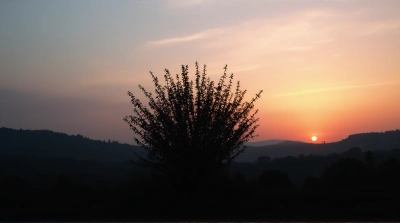 Leafy Shrub Silhouette With Soft Light Sky