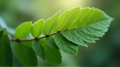 Leafy Sprig Close-Up Showing Detailed Vein Patterns