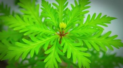 Lush Botanical Plant With Serrated Leaves