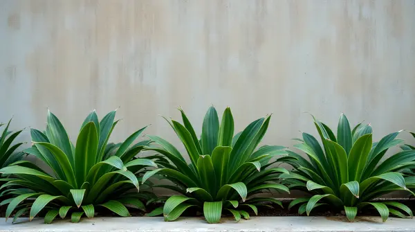 Cluster of broad-leaf plants arranged at the base of a textured vertical surface from a low angle.