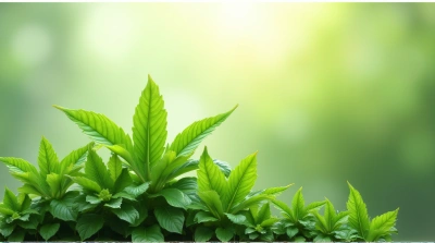 Lush Broadleaf Foliage Texture With Light Play
