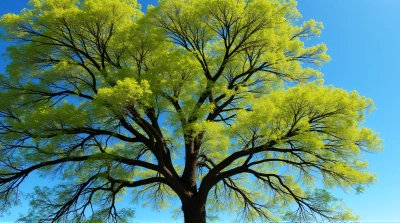 Lush Canopy With Sprawling Branches Against Sky