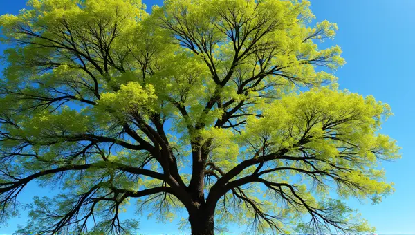 Lush Canopy With Sprawling Branches Against Sky