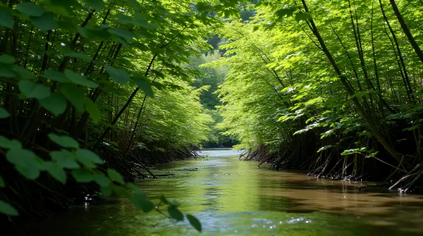 Dense foliage surrounding a gently curving stream with sunlight filtering through branches from a low angle.