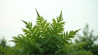 Lush Foliage Close-Up With Overcast Sky