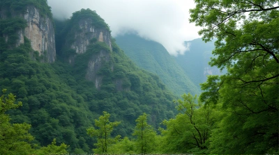 Lush Foliage Covering Rocky Peak With Mist