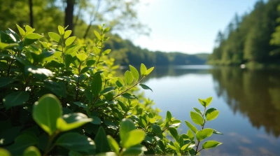 Lush Leafy Foliage By Serene Lake Reflection
