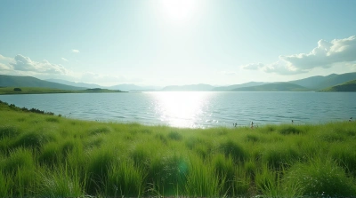 Lush Vegetation Beside Shimmering Lake In Sunlight