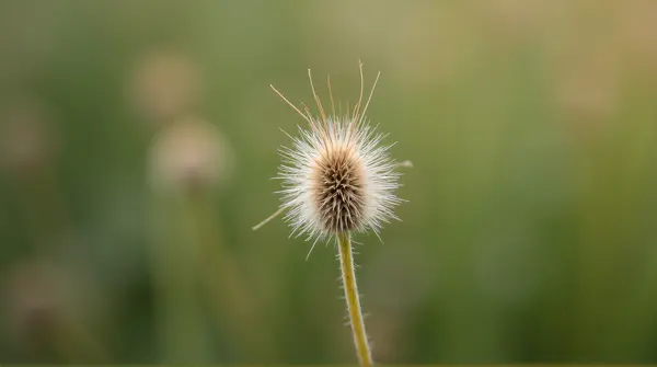 Close-up of a pale seed head showing fine filament structures against a blurred natural background.