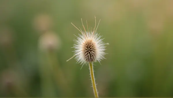 Macro Shot Of Seed Head With Filament Details