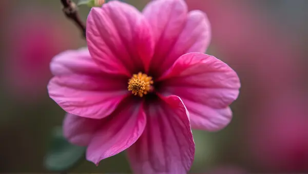 Magenta Blossom Focused Bloom Overhead Lighting