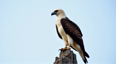 Majestic Raptor Profile Against Clear Sky