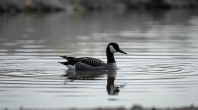 Monochrome Bird Gliding Over Sunlit Pond Reflection