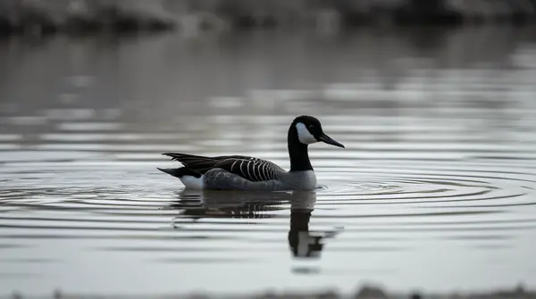 A monochrome bird glides over a sunlit pond with soft feather reflections and subtle shoreline details.
