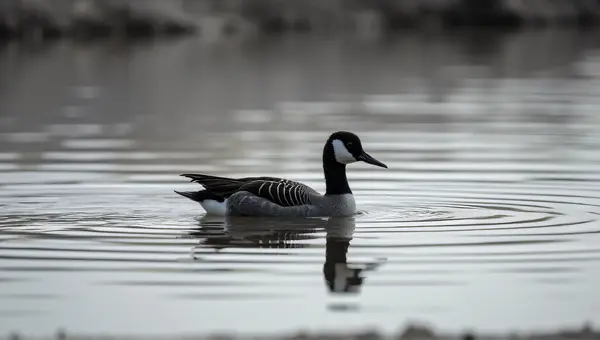 Monochrome Bird Gliding Over Sunlit Pond Reflection