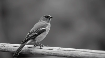Monochrome Bird Perched On Textured Wood Railing