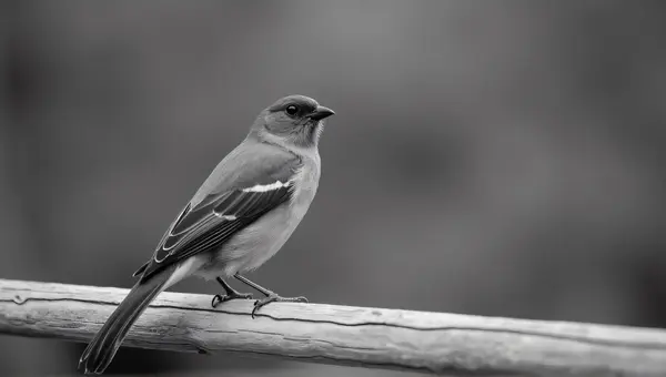 Monochrome Bird Perched On Textured Wood Railing